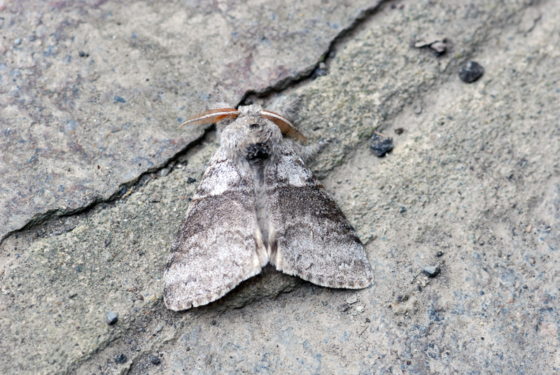 falena notturna da id 2